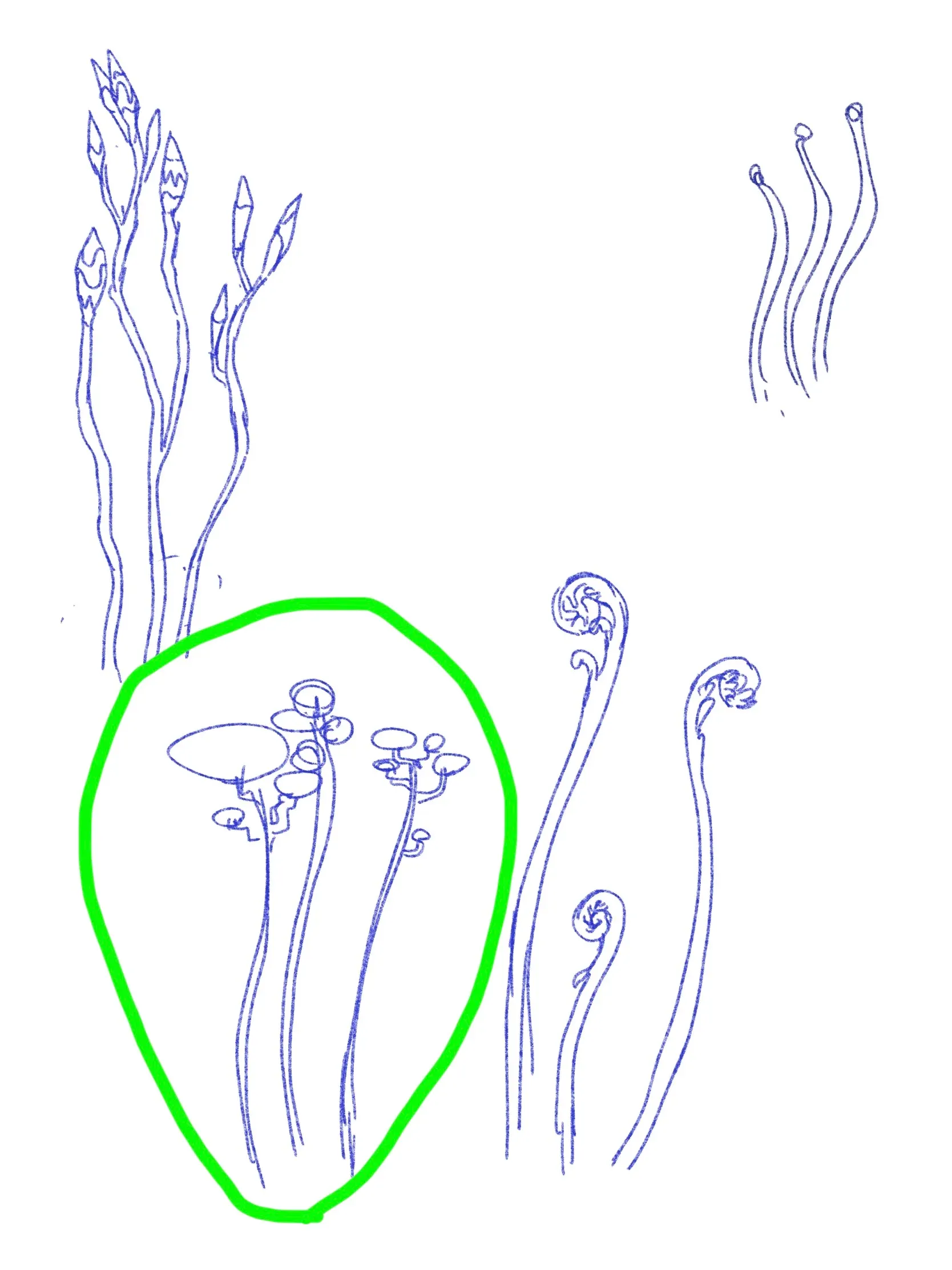 植物決定